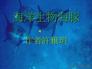 海洋生物海豚