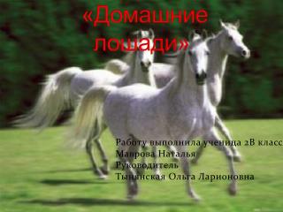 Реферат на тему: « Домашние лошади»
