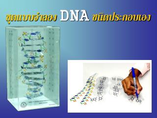 ชุดแบบจำลอง DNA ชนิดประกอบเอง