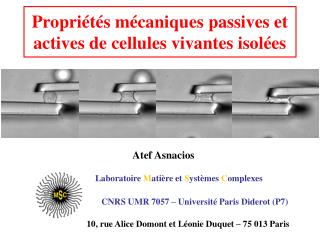 Propriétés mécaniques passives et actives de cellules vivantes isolées