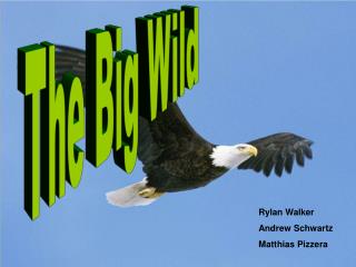 The Big Wild