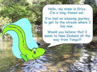 Hello, my name is Erica. I’m a long-finned eel.