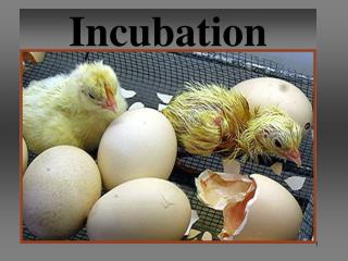 Incubation