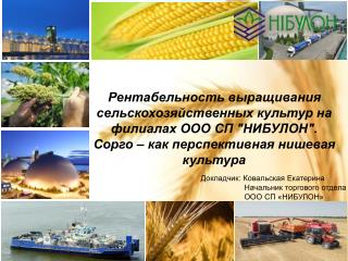 Рентабельность выращивания сельскохозяйственных культур на филиалах ООО СП &quot;НИБУЛОН&quot;.