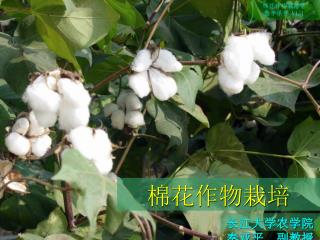 棉花作物栽培