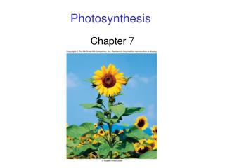 Photosynthesis