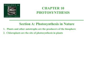 CHAPTER 10 PHOTOSYNTHESIS