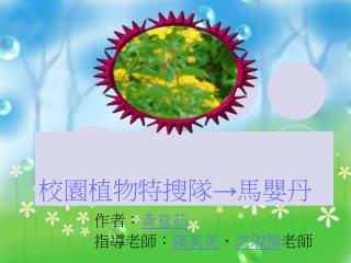 校園植物特搜隊→馬嬰丹