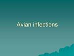 Avian infections