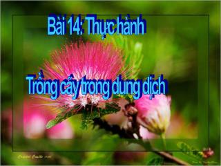 Bài 14: Thực hành Trồng cây trong dung dịch