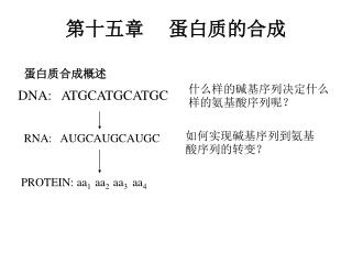 第十五章     蛋白质的合成