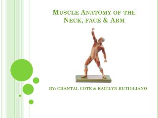 Muscle Anatomy of the Neck, face &amp; Arm