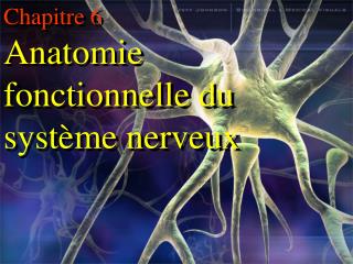 Chapitre 6 Anatomie fonctionnelle du système nerveux