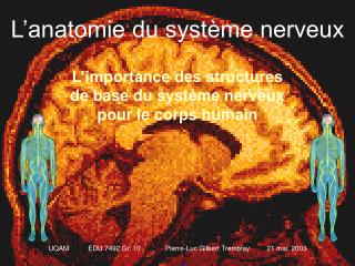 L’anatomie du système nerveux