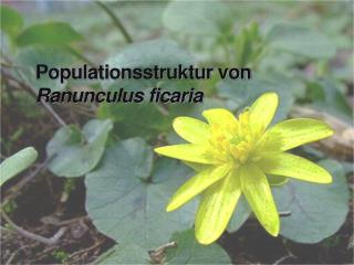 Populationsstruktur von Ranunculus ficaria