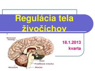 Regulácia tela živočíchov