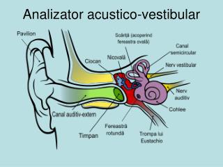 Ana lizator acustico-vestibular