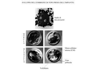 Terapia cellulare e genica germinale/somatica