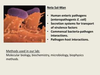 Neta Sal-Man Human enteric pathogens ( enteropathogenic E. coli )