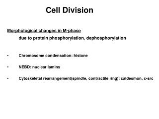 Cell Division