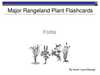 Major Rangeland Plant Flashcards