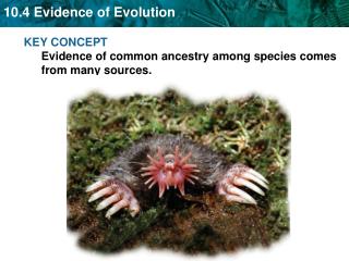 KEY CONCEPT Evidence of common ancestry among species comes from many sources.