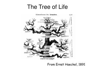 The Tree of Life