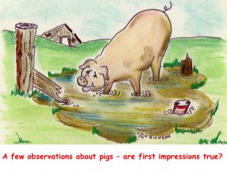 A few observations about pigs – are first impressions true?