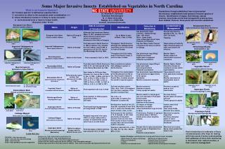 Some Major Invasive Insects Established on Vegetables in North Carolina