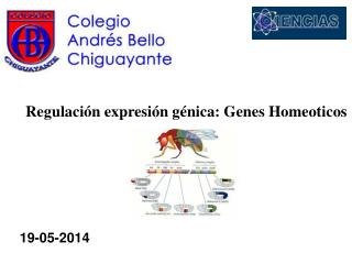 Regulación expresión génica: Genes Homeoticos