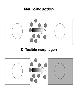 Neuroinduction