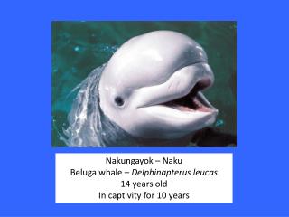 Nakungayok – Naku Beluga whale – Delphinapterus leucas 14 years old In captivity for 10 years
