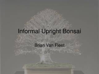 Informal Upright Bonsai