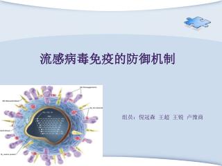 流感病毒免疫的防御机制