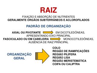 RAIZ