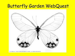 Butterfly Garden WebQuest