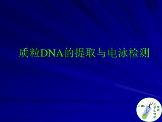 质粒 DNA 的提取与电泳检测