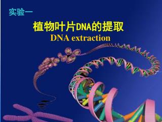 植物叶片 DNA 的提取 DNA extraction