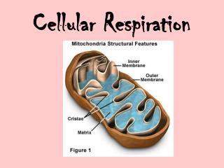 Cellular Respiration