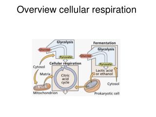 Overview cellular respiration