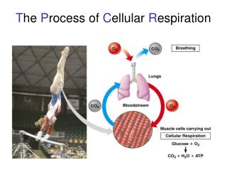 T he P rocess of C ellular R espiration