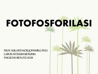 FOTOFOSFORILASI