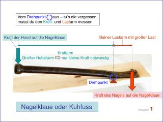 Nagelklaue oder Kuhfuss