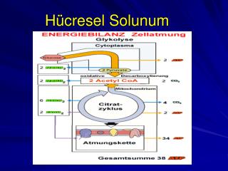 Hücresel Solunum