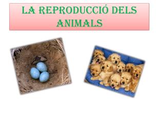LA REPRODUCCIÓ DELS ANIMALS