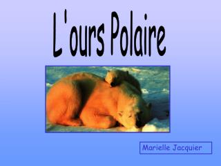 L'ours Polaire