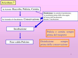 In Azienda: Raccolta, Pulizia, Cernita