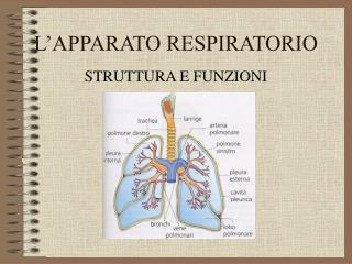 L’APPARATO RESPIRATORIO