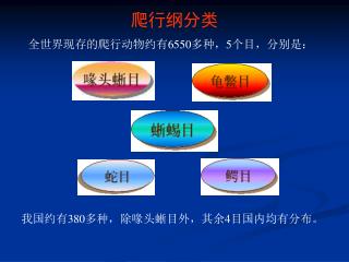 全世界现存的爬行动物约有 6550 多种， 5 个目，分别是：