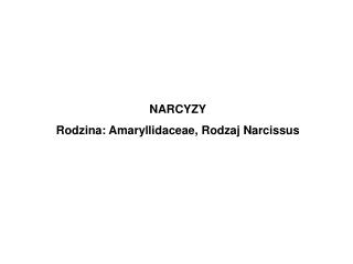 NARCYZY Rodzina: Amaryllidaceae, Rodzaj Narcissus